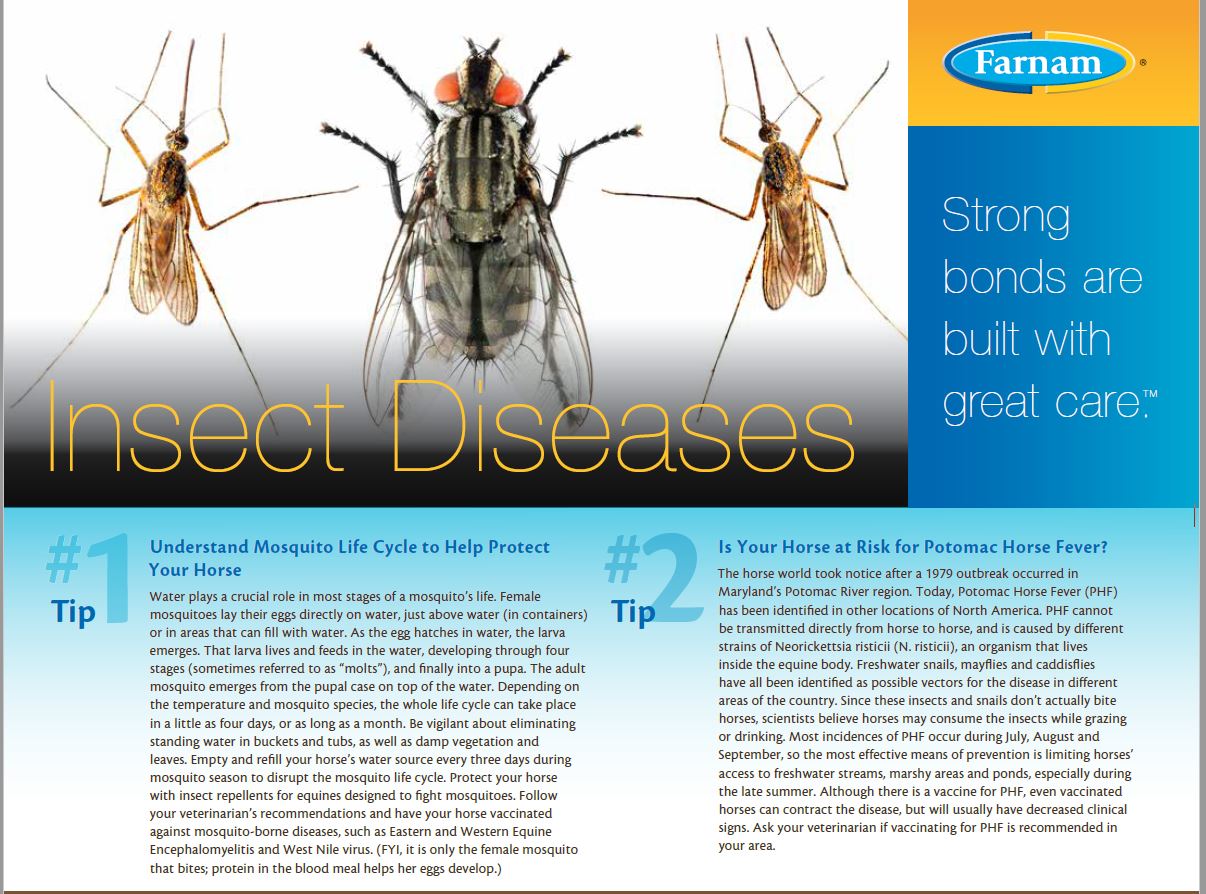understand-mosquito-life-cycle-to-help-protect-your-horse