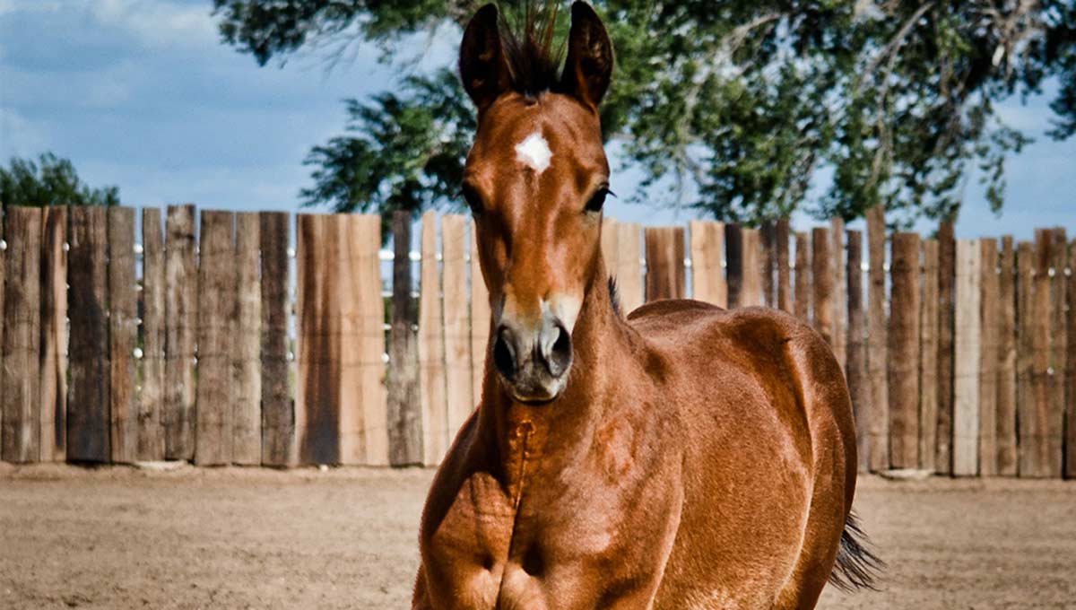 foal outside stables
