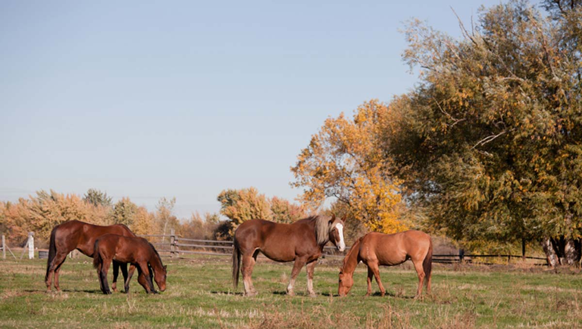 ticks-year-round-threat-to-horses