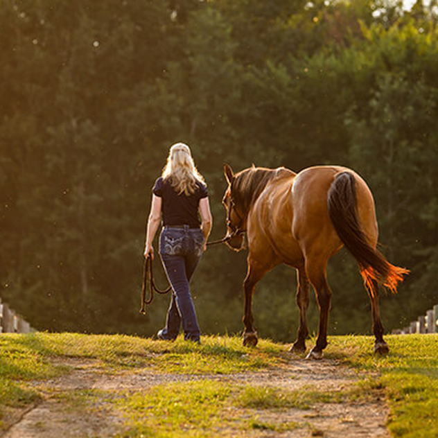protect-horse-flies
