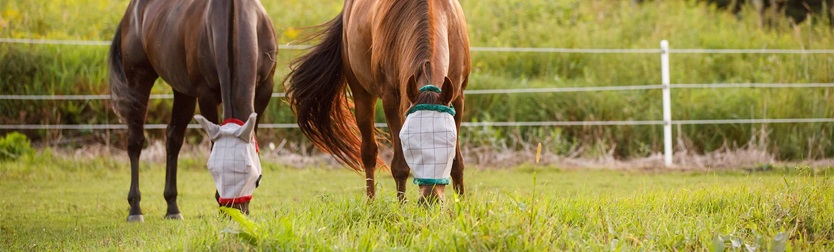 Insect & Fly Control for Horses | Farnam