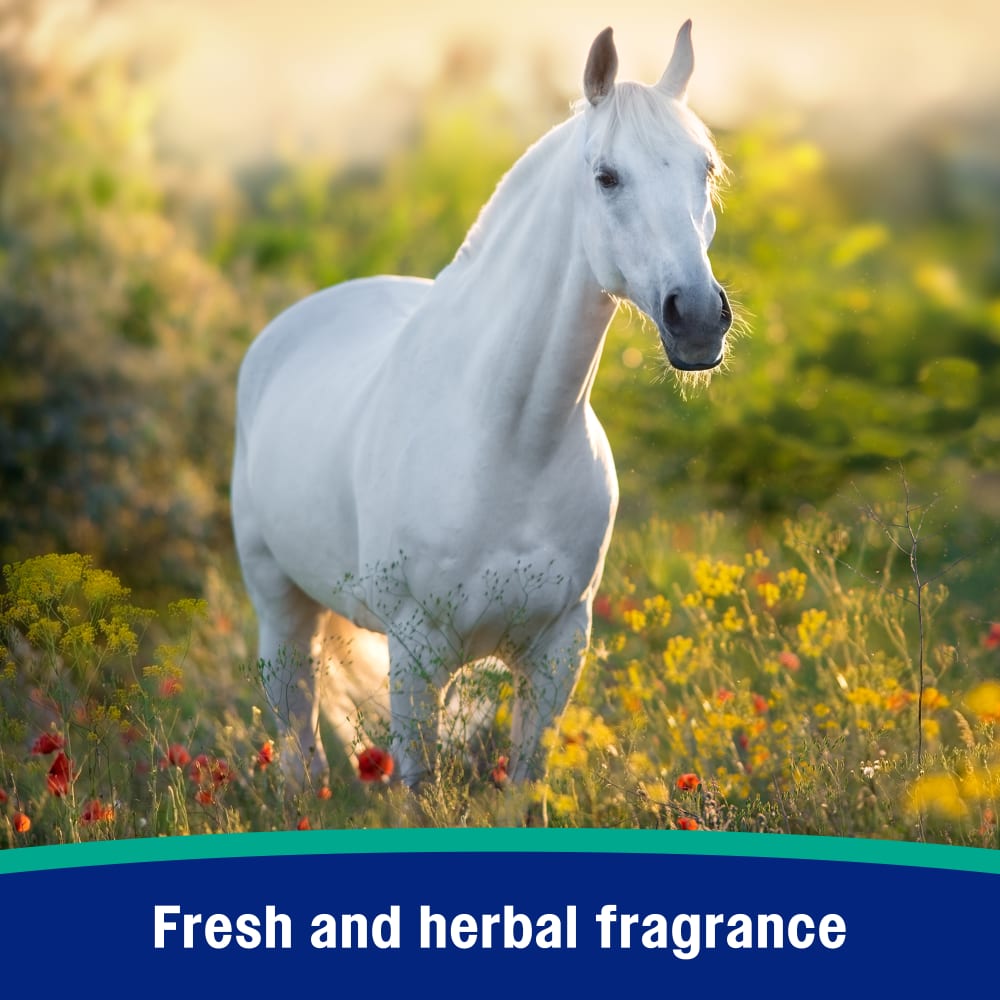 Fresh and herbal fragrance