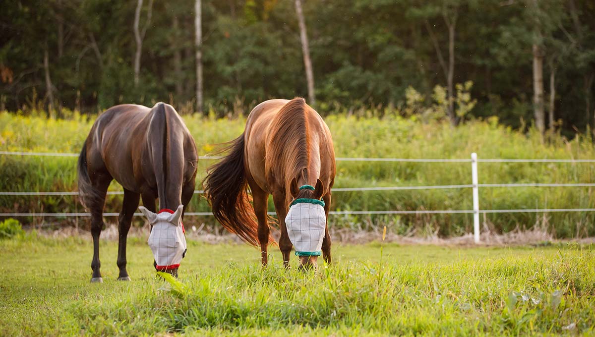 Dec-Blog-2-Img---Are-You-Making-Common-Fly-Control-Mistakes