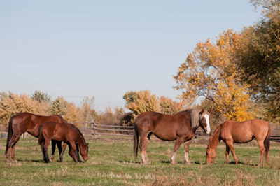 ticks-year-round-threat