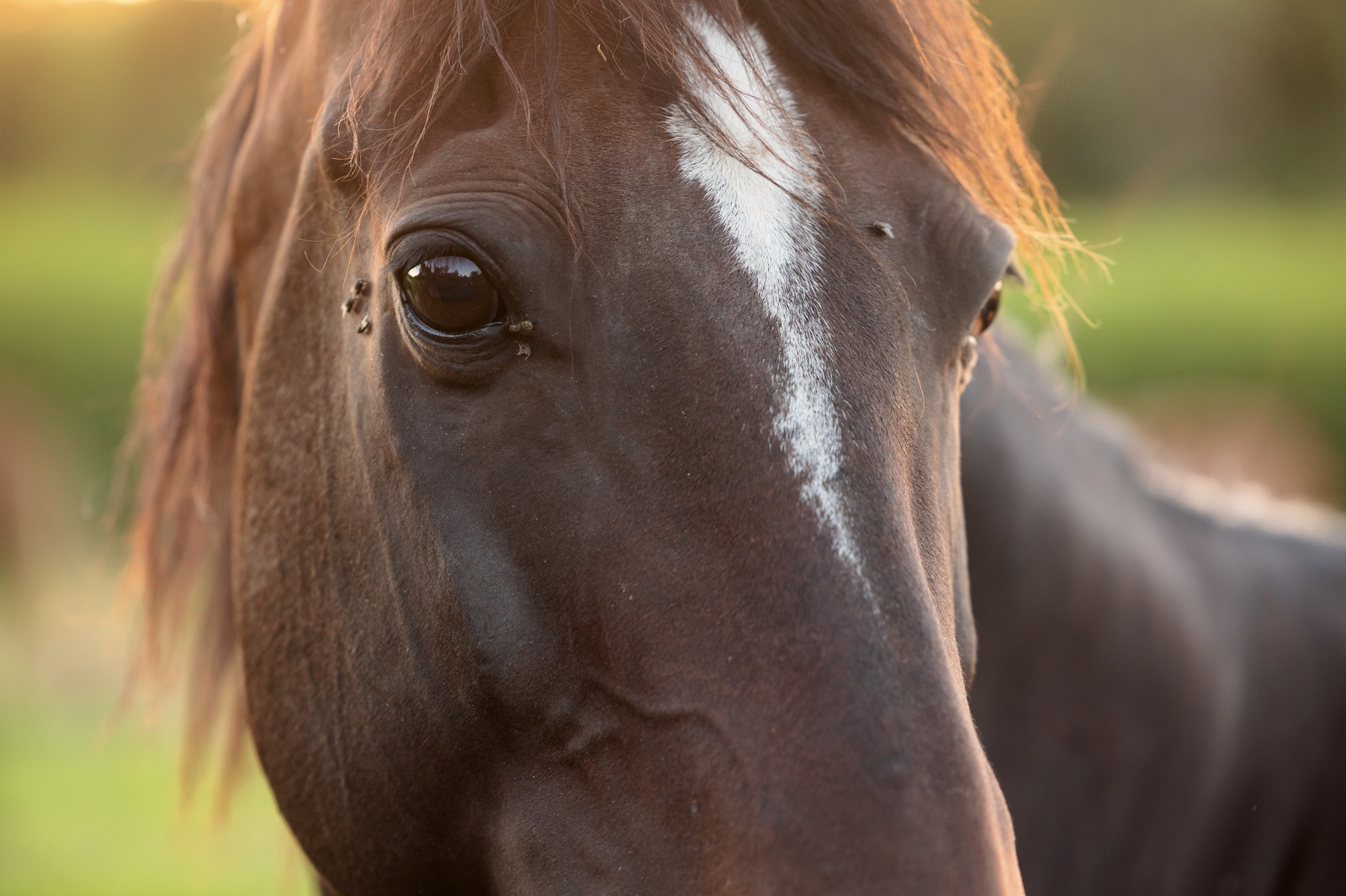 Get to Know the Enemy: House Flies, Stable Flies and More | Stable Talk |  Farnam