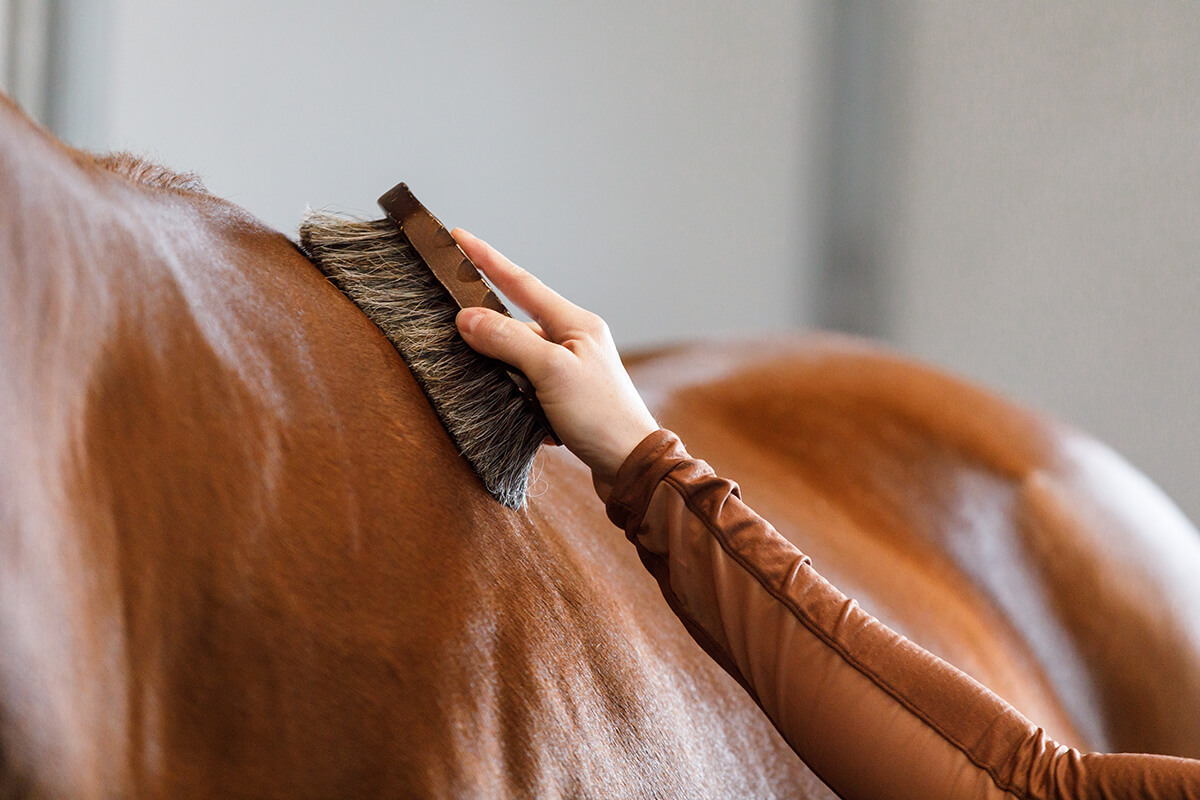 best horse lice treatment