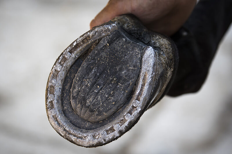 Grooming Lesson Handling Your Horse's Feet Stable Talk Farnam