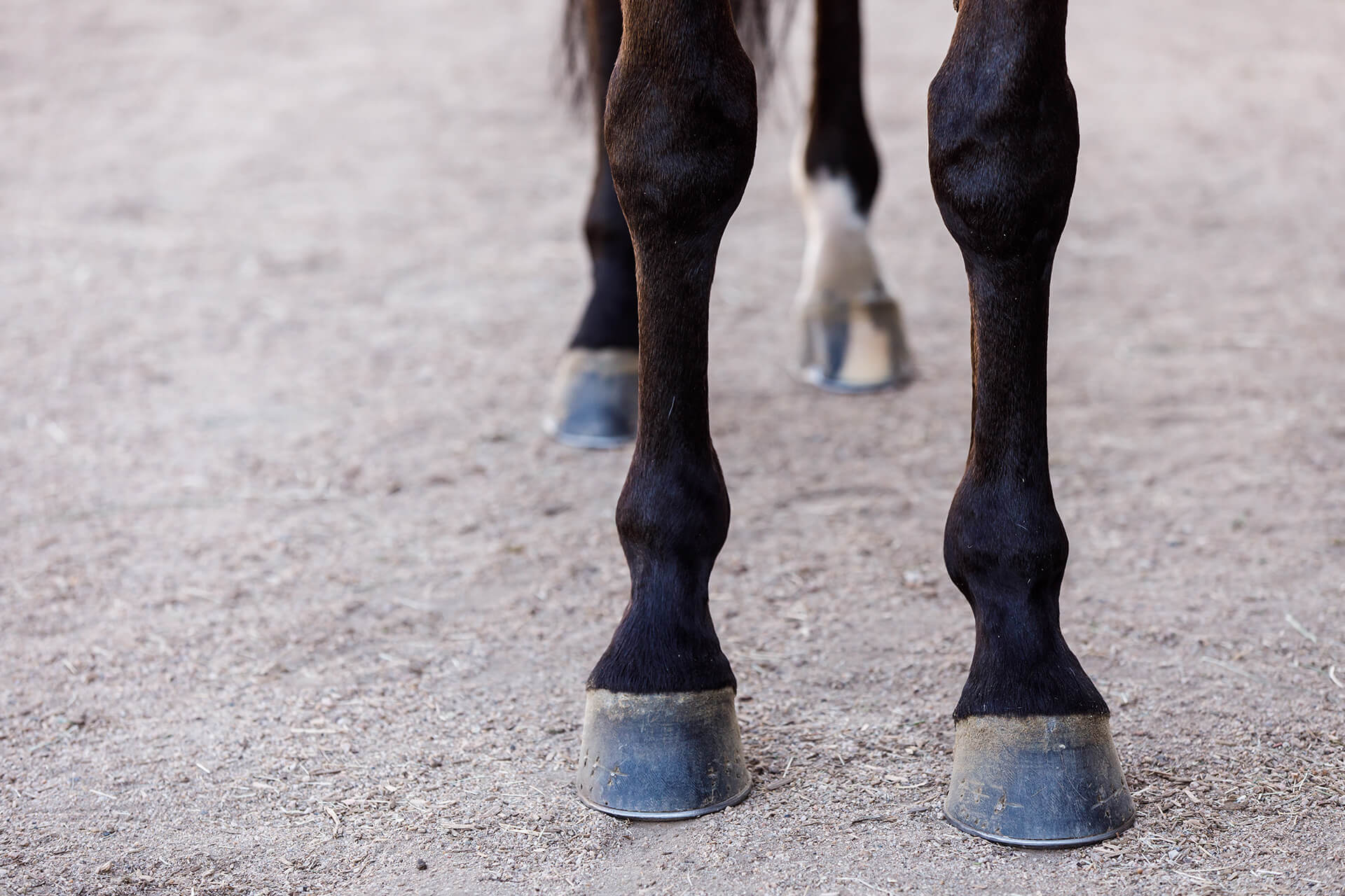 Are You Making One Of The Most Common Hoof Care Mistakes Stable Talk 