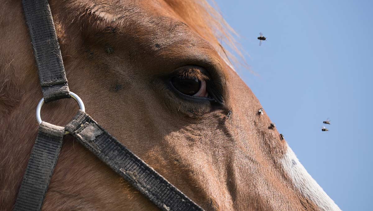 horse-face-flies