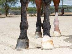 horse legs and hooves