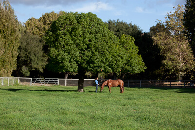 Prepare your Pasture for the Growing Season | Stable Talk | Farnam