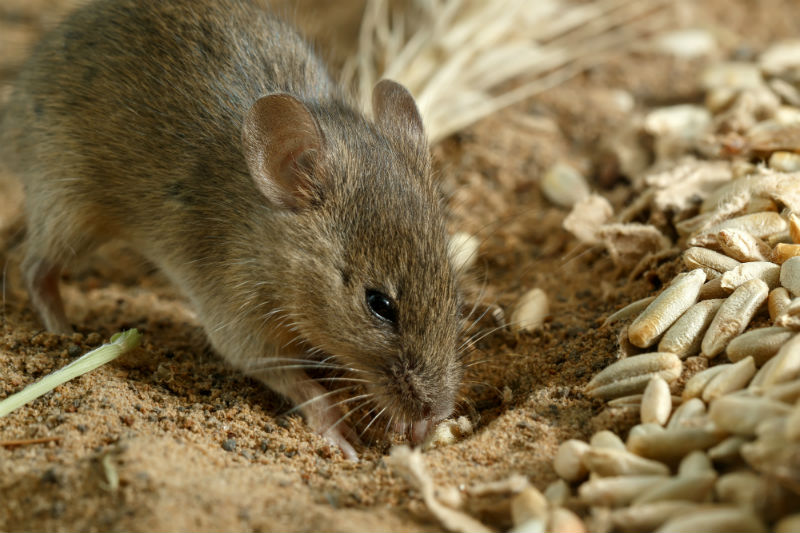 VIDEO) What Do Rats Eat That is Perfect for Trapping Rodents?