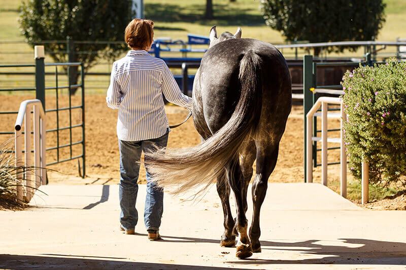 Tall Tails - Dispelling Myths of Horse Tail Care