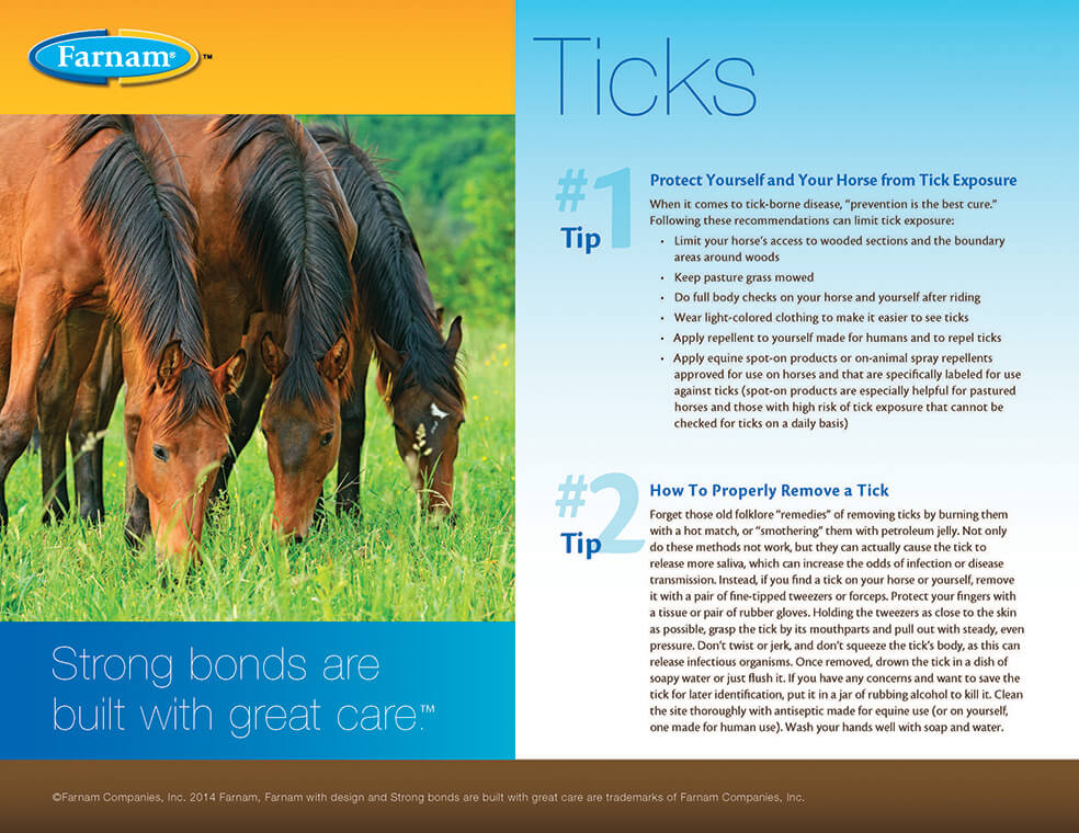 Tick-Borne Diseases On The Rise: Learn How To Protect Your Horse ...